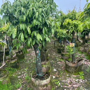 荔枝5-10公分