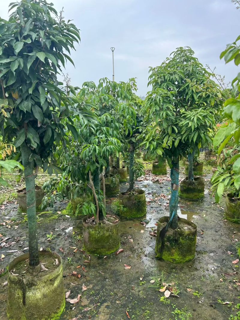 荔枝5-10公分