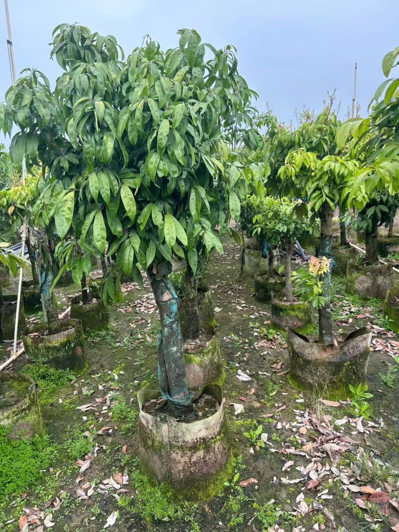 荔枝5-10公分