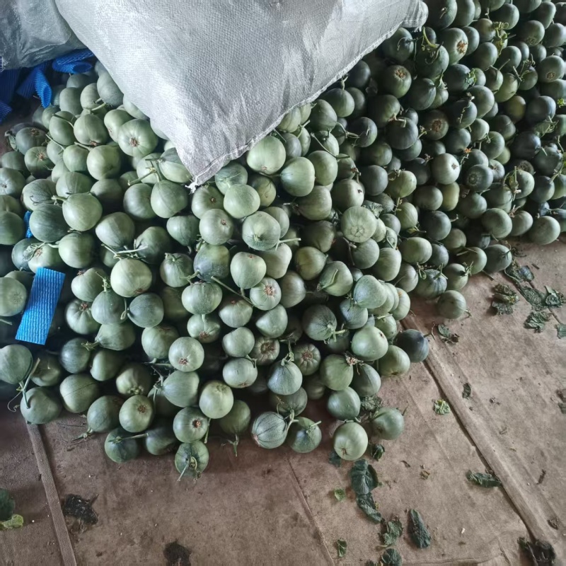 山东临沂绿宝甜瓜大量供应口感脆甜多汁有需要的老板联系