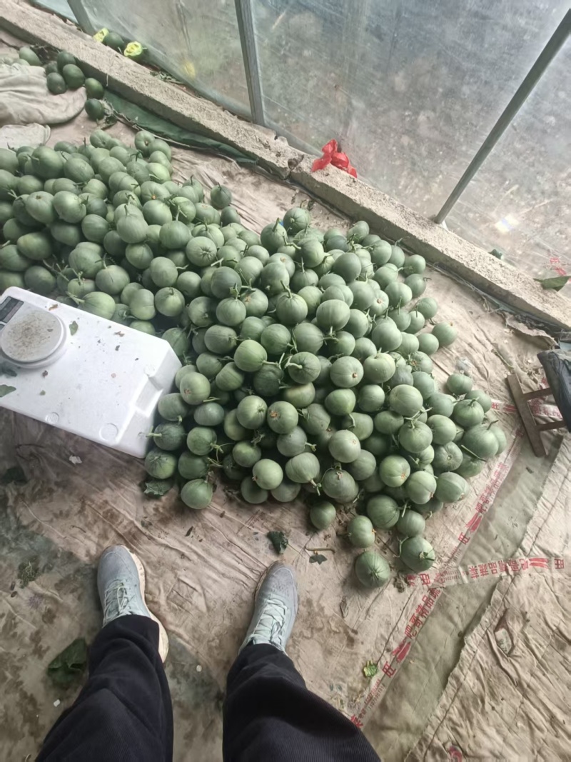 山东临沂绿宝甜瓜大量供应口感脆甜多汁有需要的老板联系