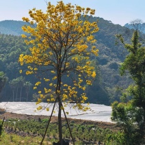 黄花风铃木