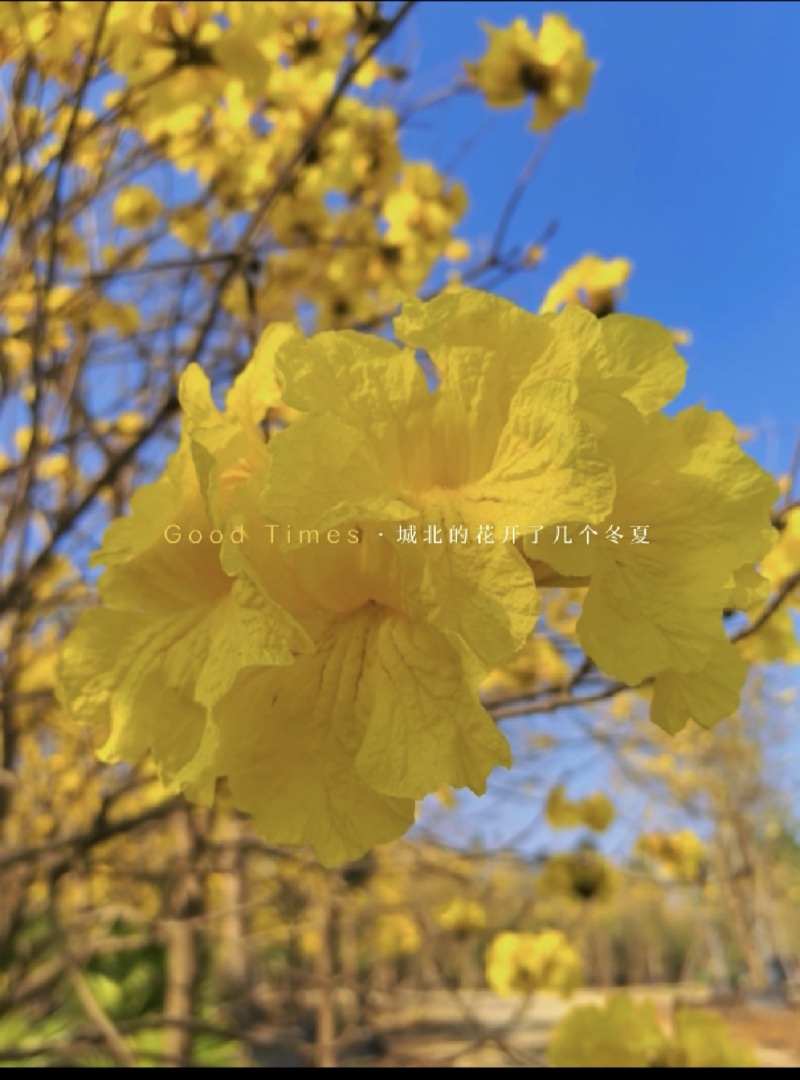 黄花风铃木