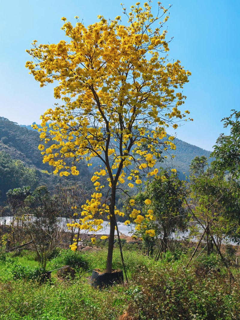 黄花风铃木