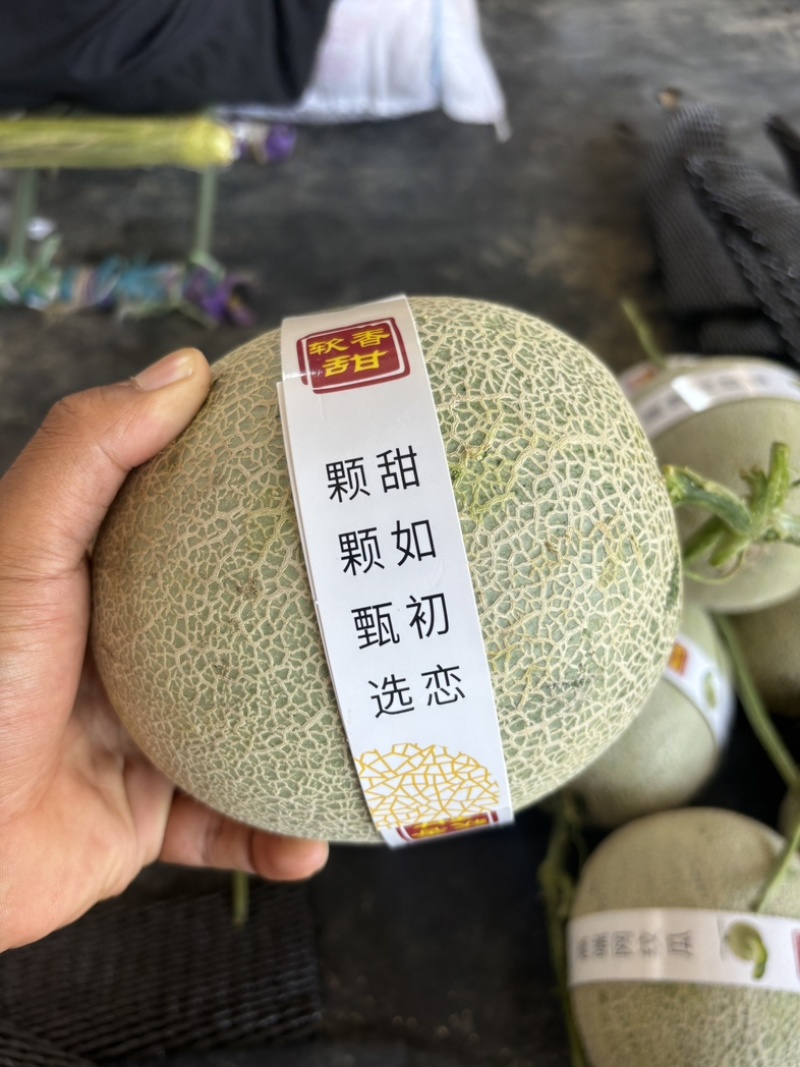 海南网纹瓜