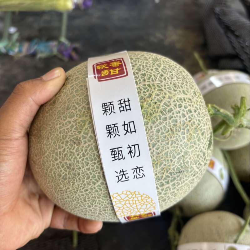 海南网纹瓜