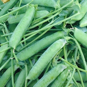 豌豆新鲜云南当带壳青豌豆荚蔬菜新鲜青豆荚脆甜生荷兰豆现摘