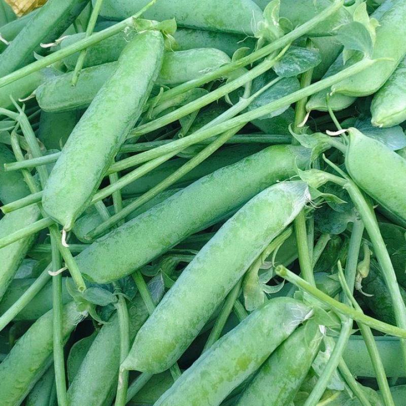 豌豆新鲜云南当带壳青豌豆荚蔬菜新鲜青豆荚脆甜生荷兰豆现摘