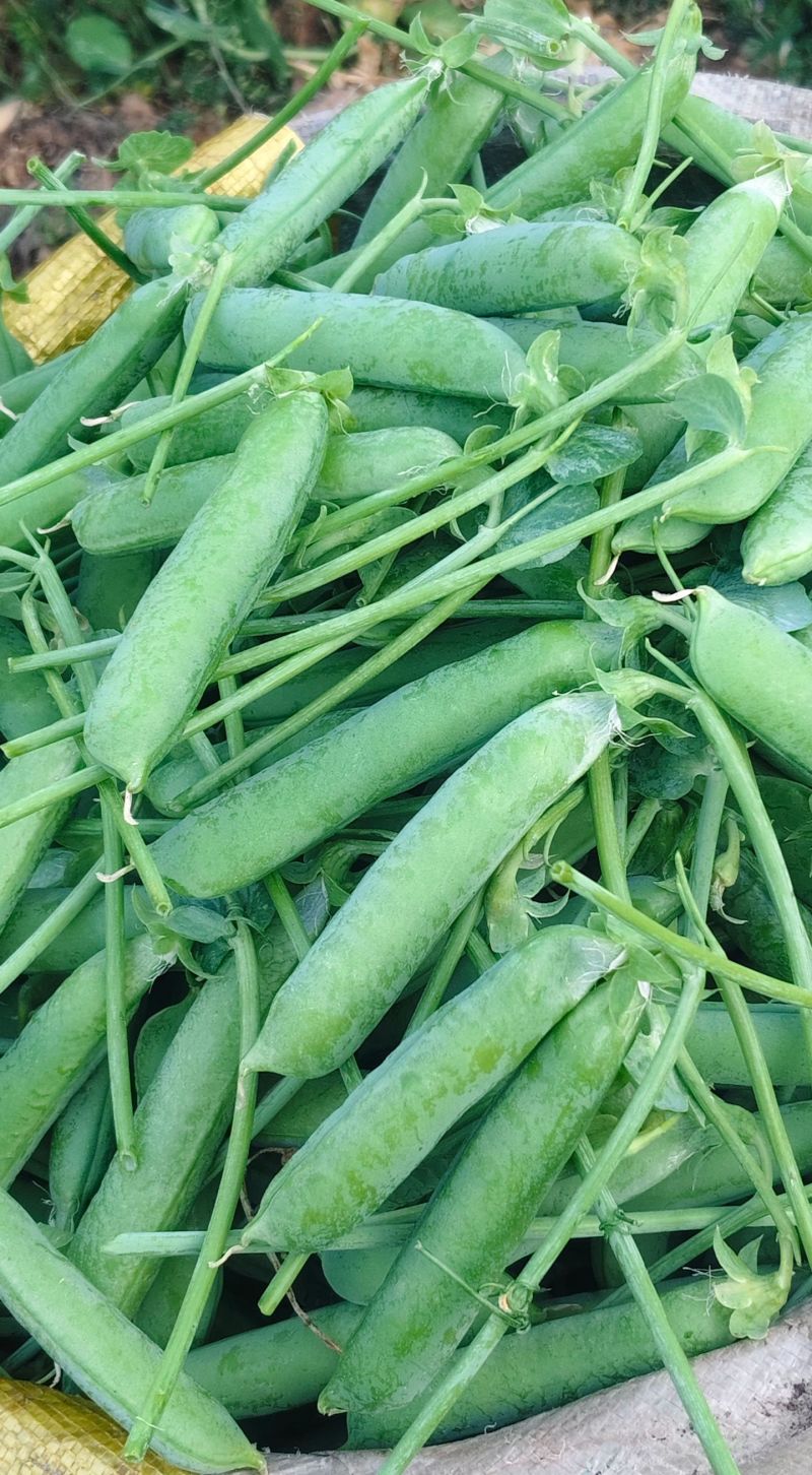 豌豆新鲜云南当带壳青豌豆荚蔬菜新鲜青豆荚脆甜生荷兰豆现摘