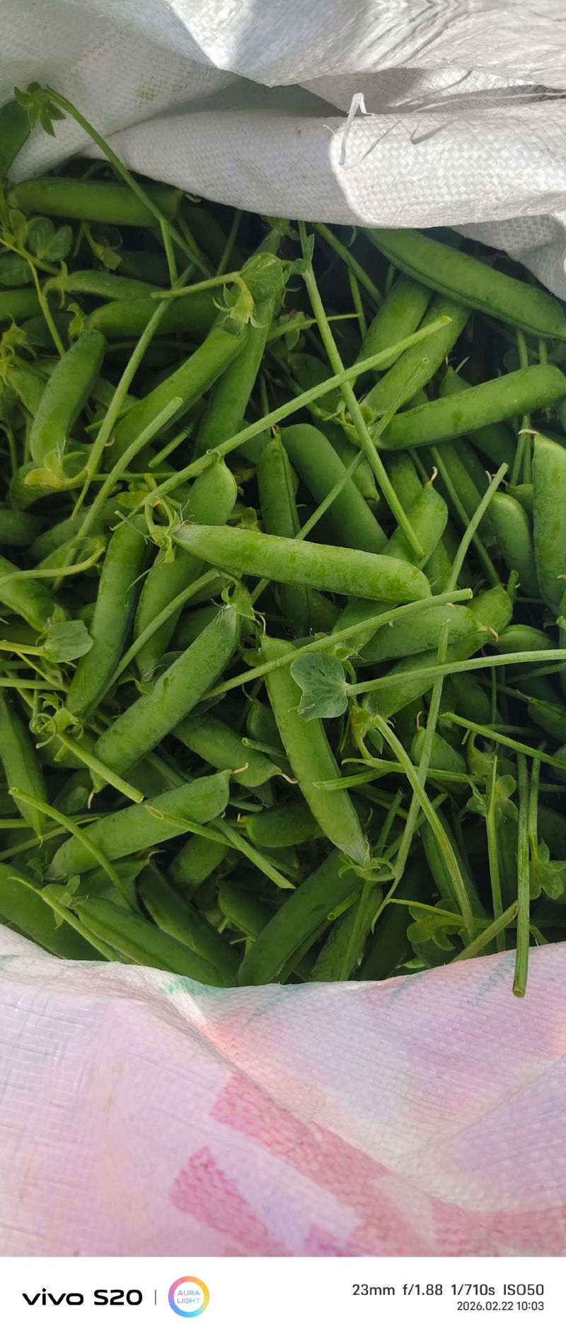 豌豆新鲜云南当带壳青豌豆荚蔬菜新鲜青豆荚脆甜生荷兰豆现摘