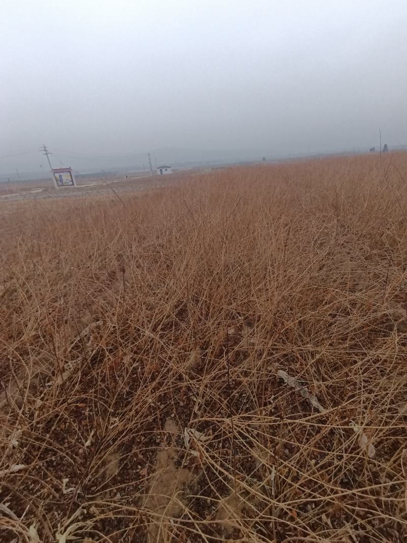 药用（中药）连翘苗/苗场直供/基地现挖/可全国发货