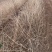 药用（中药）连翘苗/苗场直供/基地现挖/可全国发货