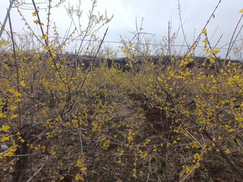 药用（中药）连翘苗/苗场直供/基地现挖/可全国发货