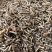 五谷虫中药材食用干净五谷干黄金蛆蝇蛆干水仙子正品