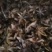 广西百色春花八角产地货源充足量大价优欢迎随时联系