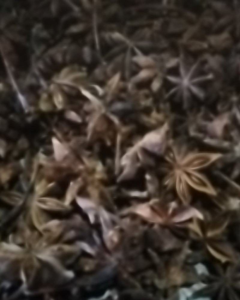 广西百色春花八角产地货源充足量大价优欢迎随时联系