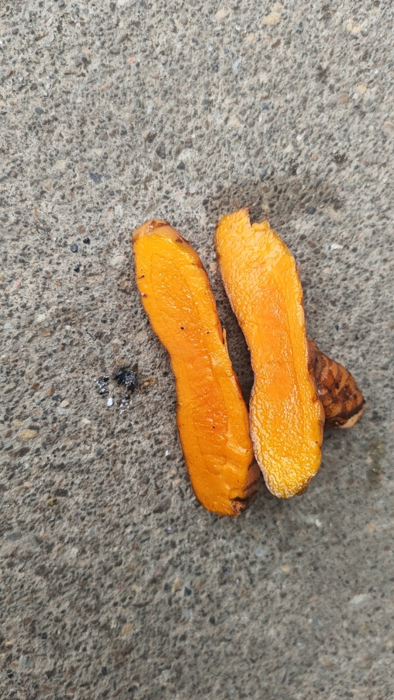 广西新鲜姜黄
