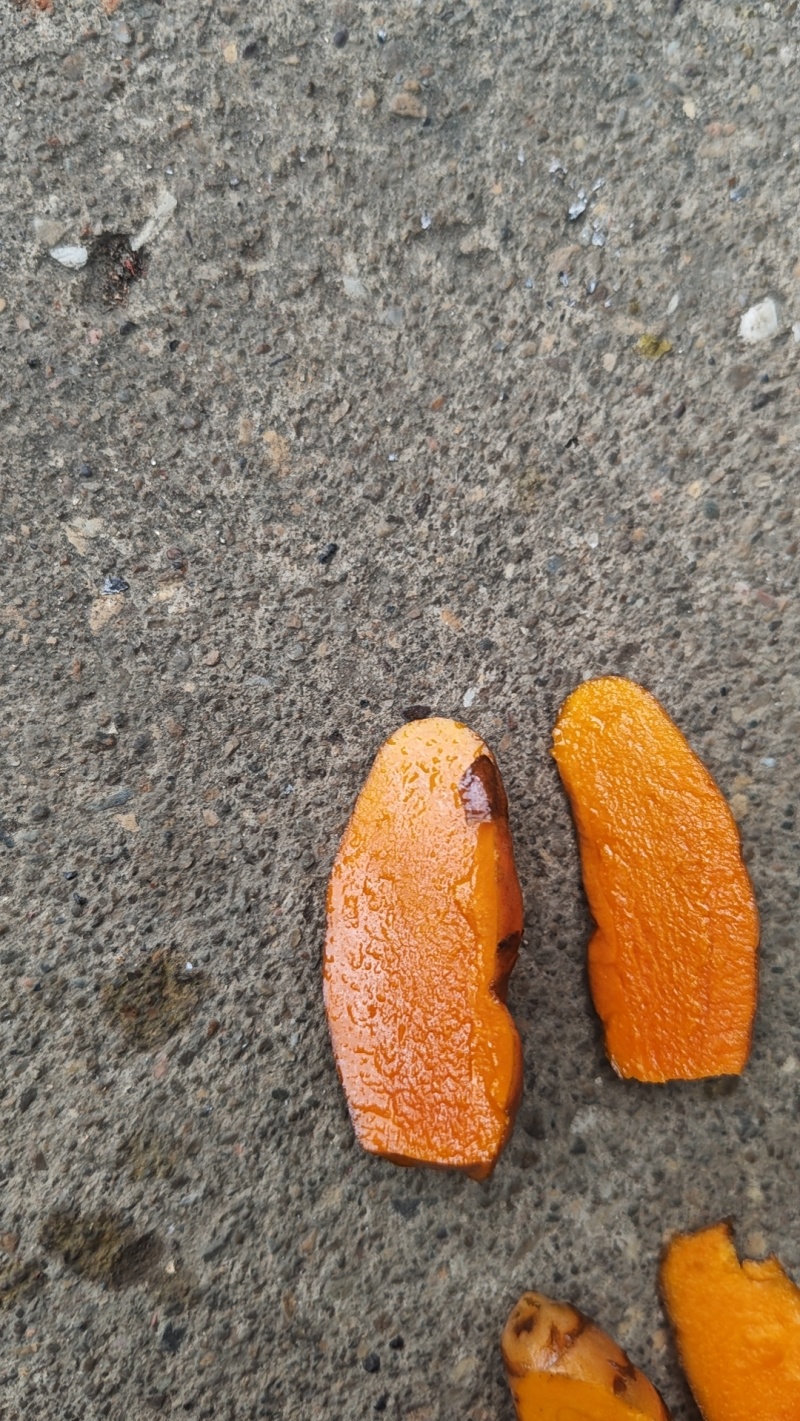 广西新鲜姜黄