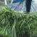 黑皮甘蔗，产地一手货源量大优惠，对接全国市场电商平台