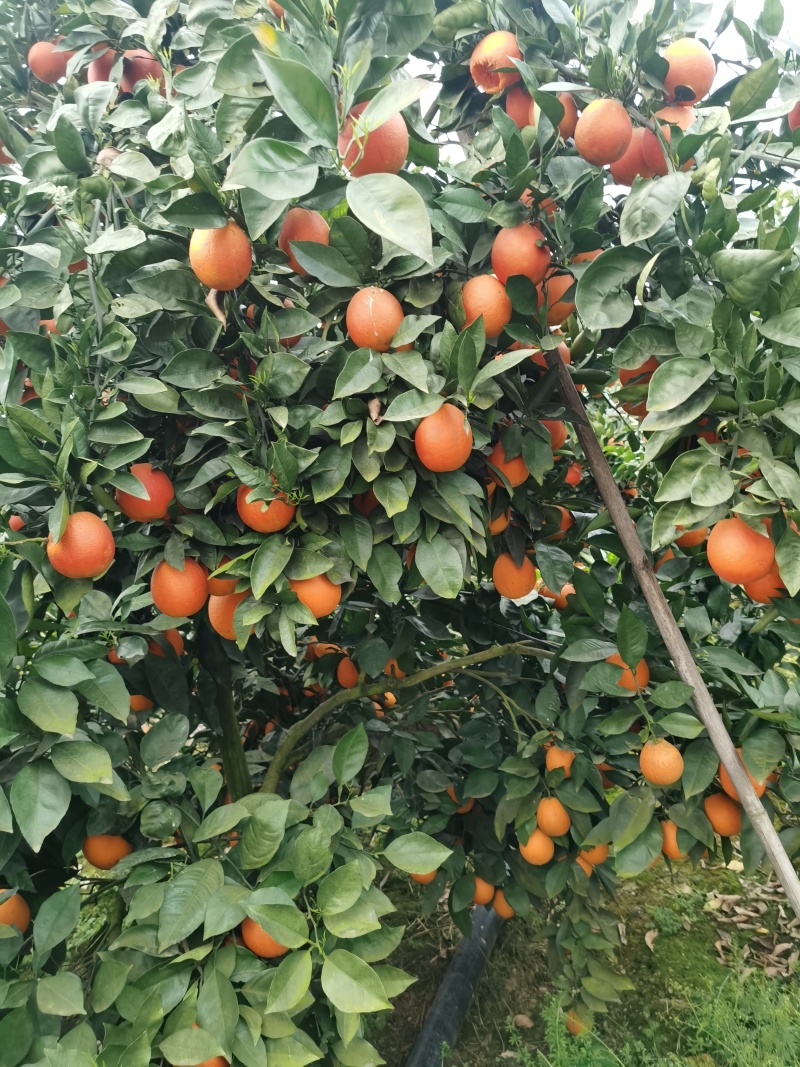 资中血橙