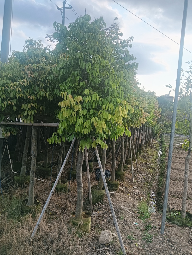 阴香8-10分