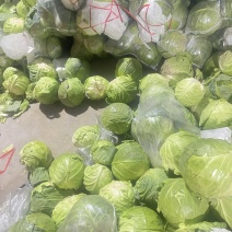 甘蓝，圆包菜