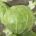 甘蓝，圆包菜