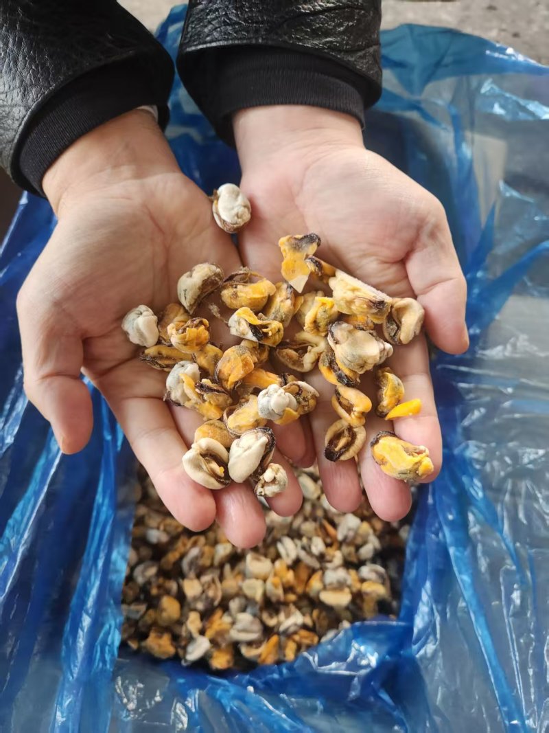 新货，海虹肉，海红肉，需要的联系