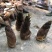 四川高山新鲜楠竹笋，新鲜楠竹笋，鲜嫩脆甜，需要老表联系我