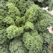 雨衣甘蓝