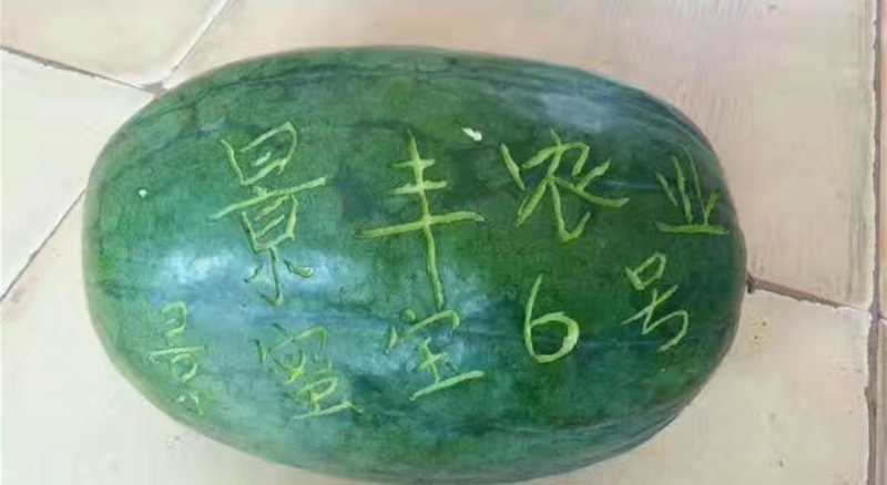 景蜜宝6号7号抗病大果沙脆沙瓤丰产好吃