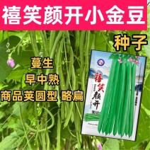 禧笑颜开小金豆种子蔓生中早熟荚圆型略扁四季豆种子春秋种植