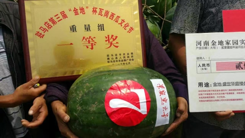 景蜜宝6号7号抗病大果沙脆沙瓤丰产好吃