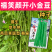 禧笑颜开小金豆种子蔓生中早熟荚圆型略扁四季豆种子春秋种植