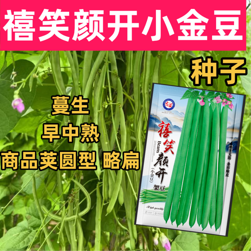 禧笑颜开小金豆种子蔓生中早熟荚圆型略扁四季豆种子春秋种植