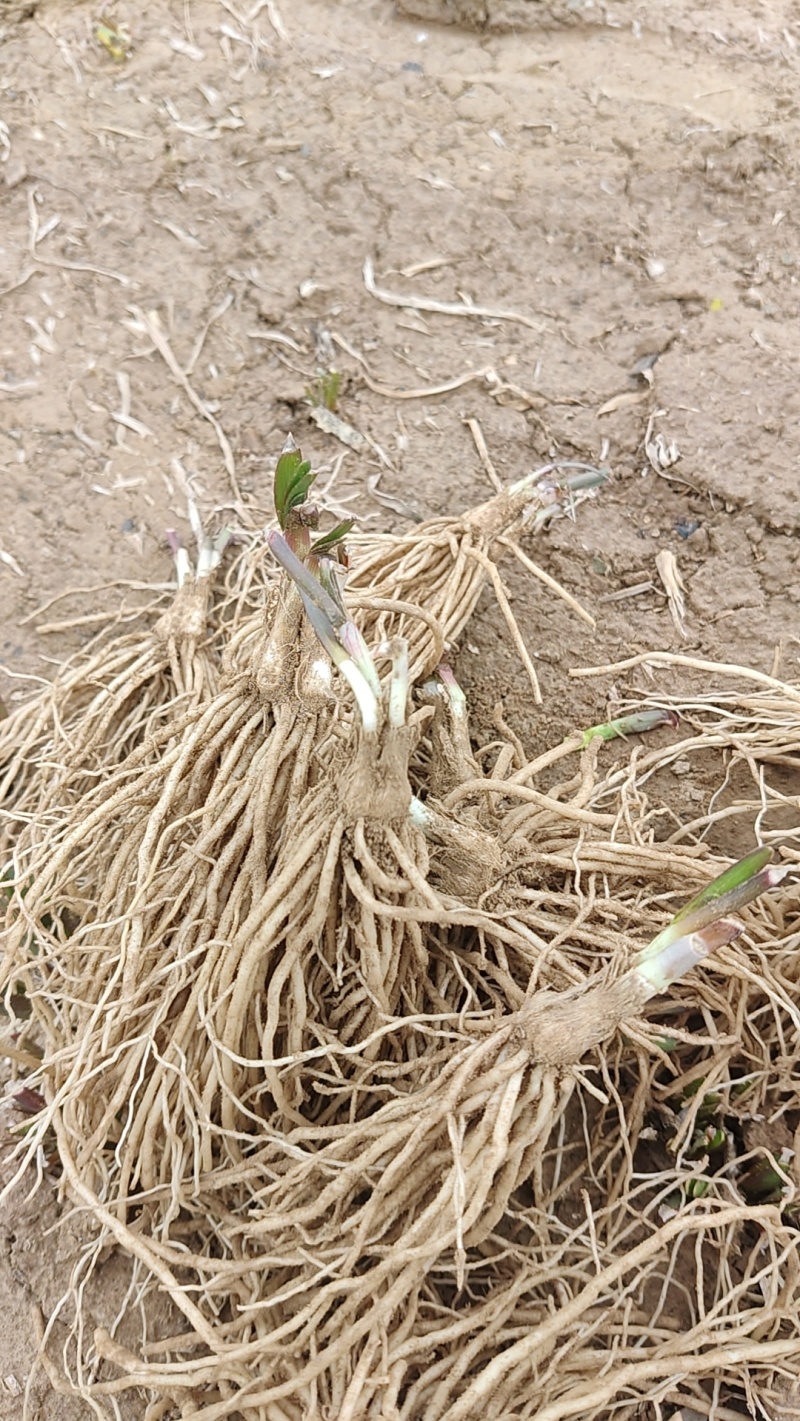 头茬韭菜根。对接电商及批发档口欢迎联系。