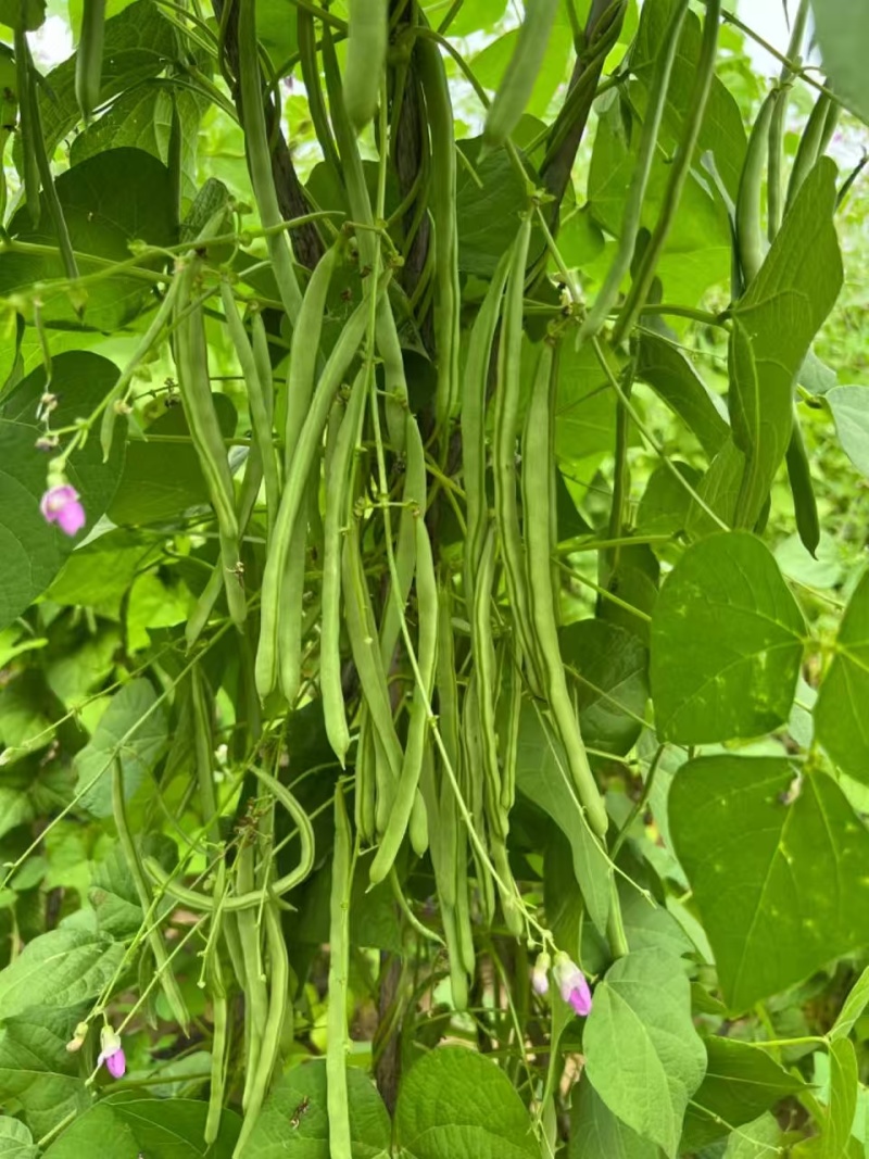禧笑颜开小金豆种子蔓生中早熟荚圆型略扁四季豆种子春秋种植