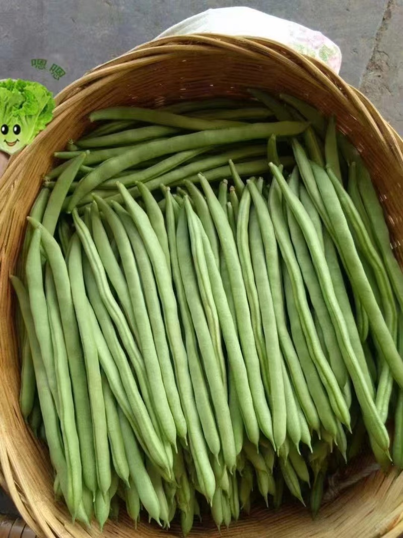 禧笑颜开小金豆种子蔓生中早熟荚圆型略扁四季豆种子春秋种植