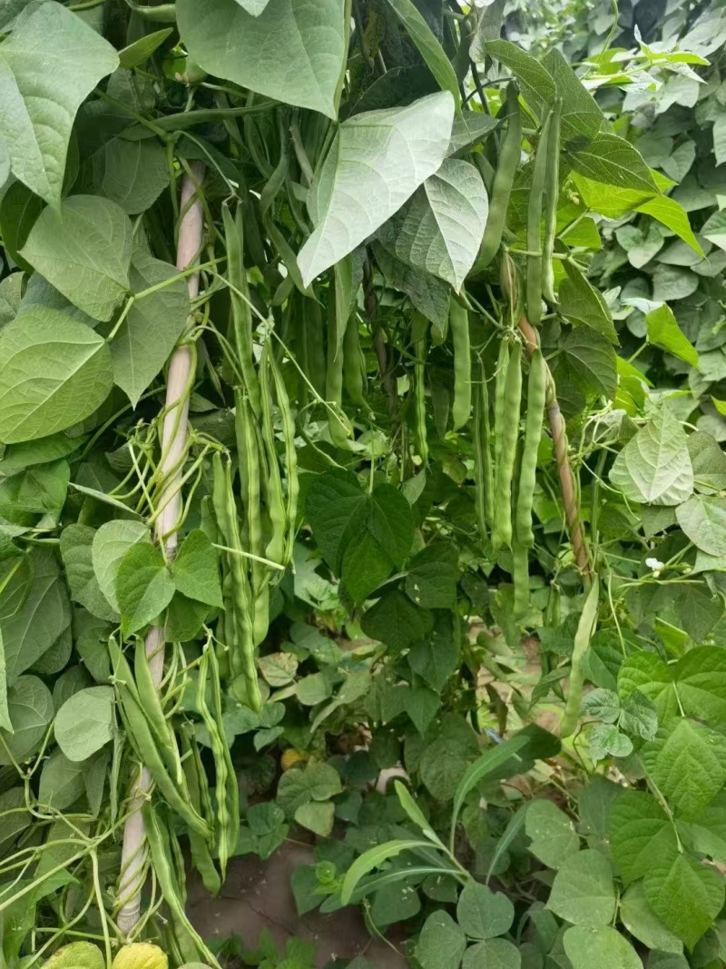 禧笑颜开小金豆种子蔓生中早熟荚圆型略扁四季豆种子春秋种植