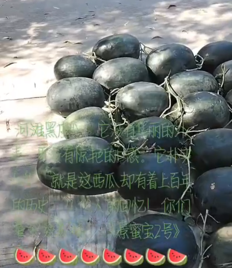 景蜜宝6号7号抗病大果沙脆沙瓤丰产好吃