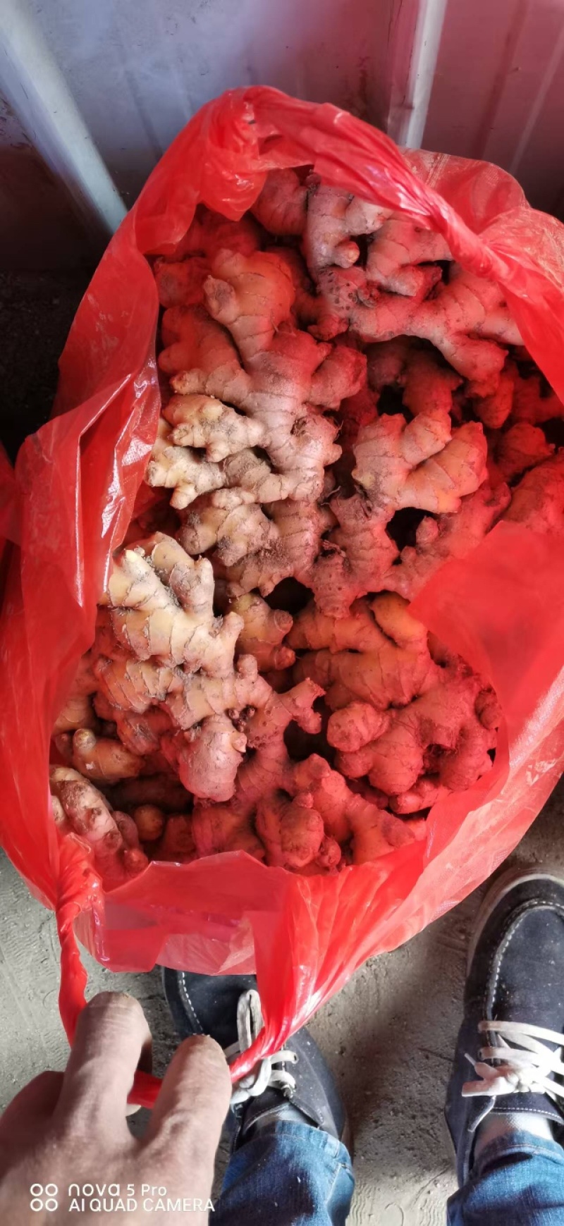 小黄姜品质保证服务周到产地直发价格美丽欢迎咨询