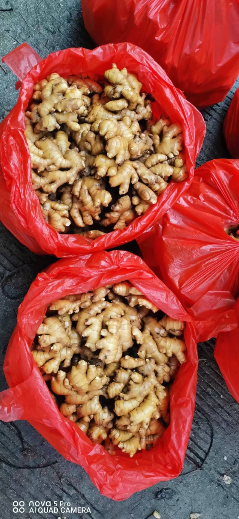 小黄姜品质保证服务周到产地直发价格美丽欢迎咨询