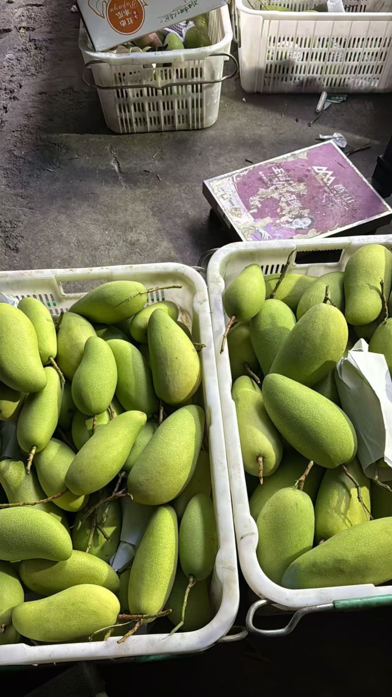 金煌芒，贵妃