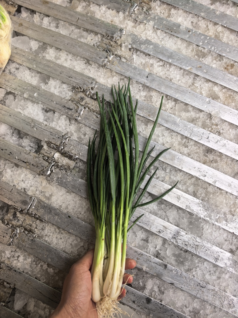 精品小葱