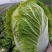 精品黄心白菜大白菜对接各大市场商超电商加工厂品质保证