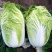 精品黄心白菜大白菜对接各大市场商超电商加工厂品质保证