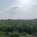 精品玉米刚上市200吨左右
