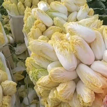精品娃娃菜/源头基地直供/量大品优/对接全国/欢迎咨询了解