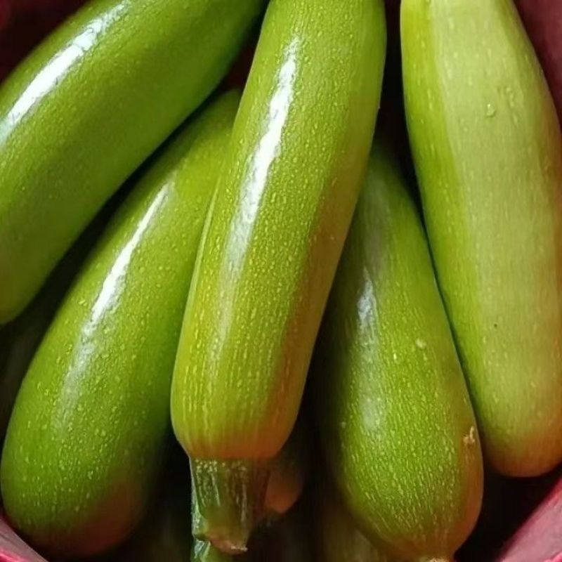 【山东西葫芦】绿皮西葫芦茭瓜角瓜大量供应可视频看货