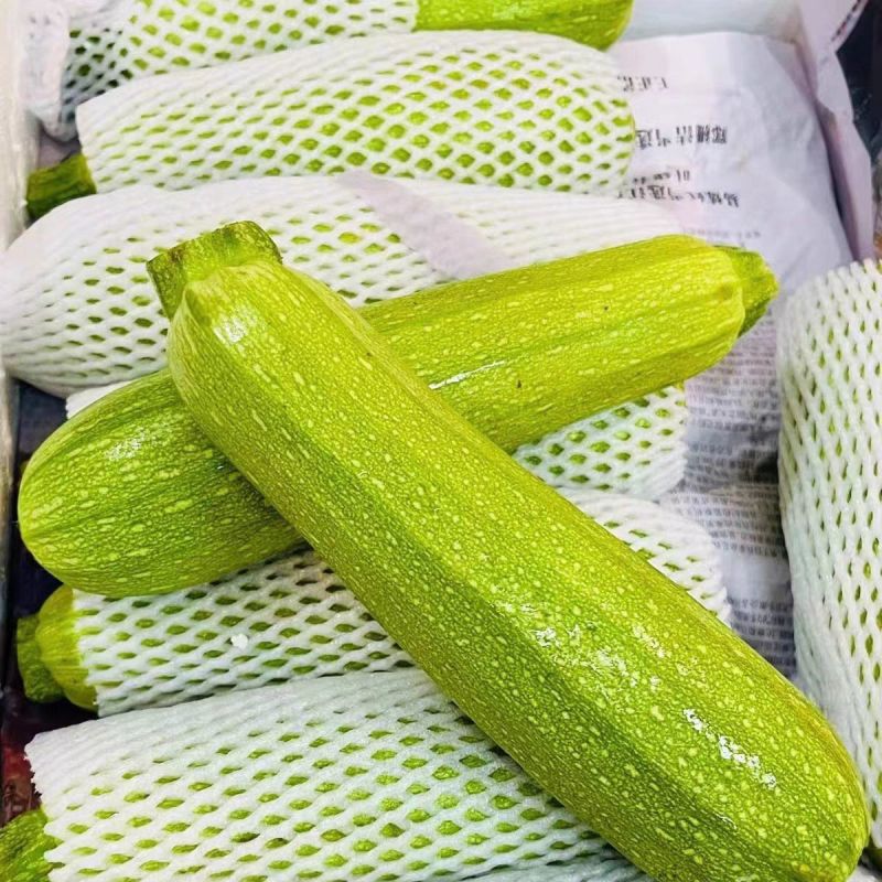 【山东西葫芦】绿皮西葫芦茭瓜角瓜大量供应可视频看货